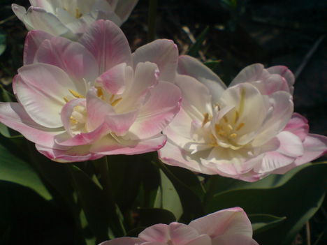 duplaszirmú tulipánok