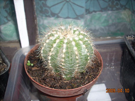 Eriocactus magnificus