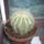 Eriocactus_magnificus_190089_83773_t