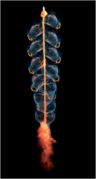 Hólyagos medúza