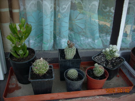 Kaktuszok 