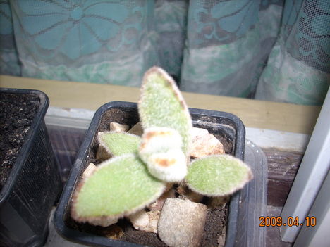 Korallvirág, Kalanchoe tomentosa