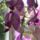 Lepke_orchidea_1900030_8492_t