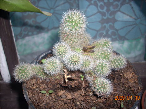 Rebutia pulvinosa