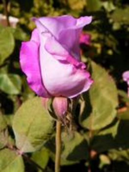 rózsa(lila)