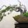 Bonsai_1000151_2212_t