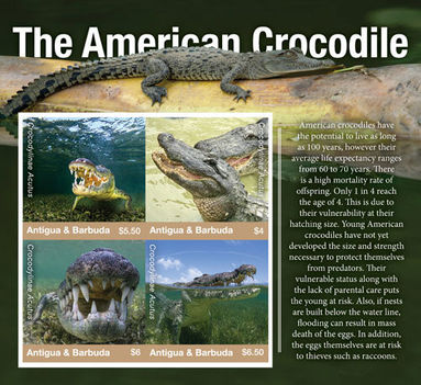 Amerikai krokodil
