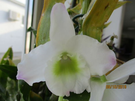 Dendrobium nobile hibrid 2