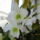 Dendrobium_nobile_hibrid_4_2111410_7312_t