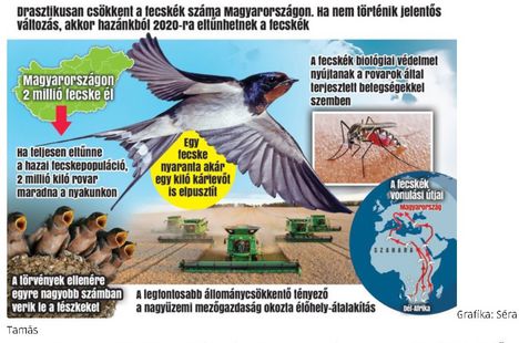 Fecskék pusztulása