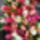 Springtime-001_2111225_7419_t