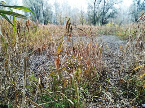 A még rehabilitációra váró Pálffy-ág, Kisbodak 2019.11.15.-én