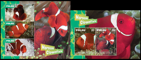 Maroon clownfish