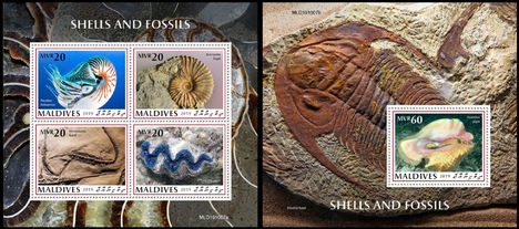 Kagylók és fossziliák