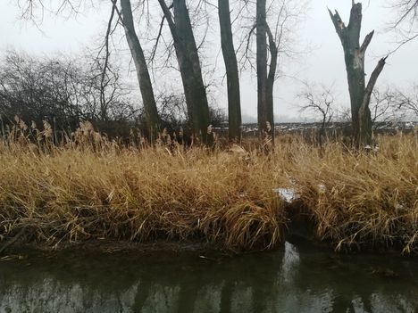 Zsejkei csatorna a mentett oldali vízpótlórendszer részeként kap vízpótlást, Hédervár 2019.01.25.-én 2
