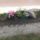 Tavasz_az_utcai_bejarat_mellett_2116707_8613_t