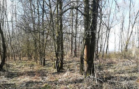 Tövises lepényfa, Gledícsia (Gleditsia triacanthos) a régi utásztábor kerítése mentében, Kisbodak 2020.02.28.-án 1