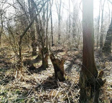 Tövises lepényfa, Gledícsia (Gleditsia triacanthos) a régi utásztábor kerítése mentében, Kisbodak 2020.02.28.-án 2