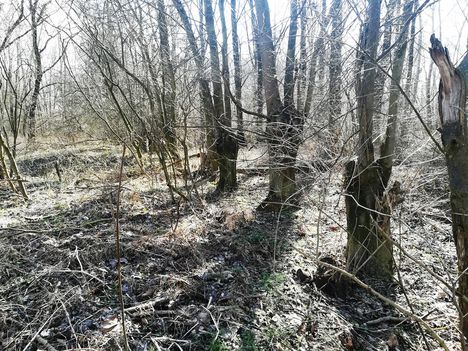 Tövises lepényfa, Gledícsia (Gleditsia triacanthos) a régi utásztábor kerítése mentében, Kisbodak 2020.02.28.-án 3