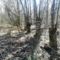 Tövises lepényfa, Gledícsia (Gleditsia triacanthos) a régi utásztábor kerítése mentében, Kisbodak 2020.02.28.-án 3