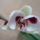 Phalaenopsis_2_2117983_6048_t