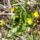 Salata_boglarka_a_szigetkozben_20200320an_2_2117607_6282_t