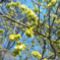 A zöld juhar (Acer negundo) virágzása, Máriakálnok 2020.04.12.-én