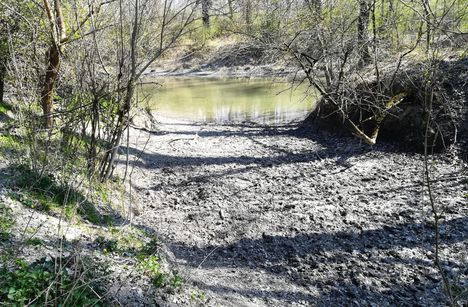 Dagonyázóhely a vadaknak, a Tóthkalapi Duna-ág jobb partján, Dunakiliti, 2020.04.04.-én