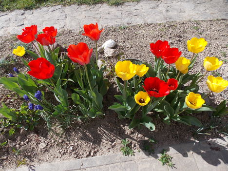 Nyilnak a tulipánok is...