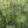 Papirusznad_2118790_2878_t
