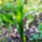 Egy szál gyöngyvirág, Lóvári erdő, Mosonmagyaróvár 2020.04.19-én