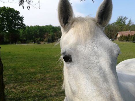 Fehér szőrű ló a Mosoni-Duna partján, Dunakiliti 2020.04.25.-én