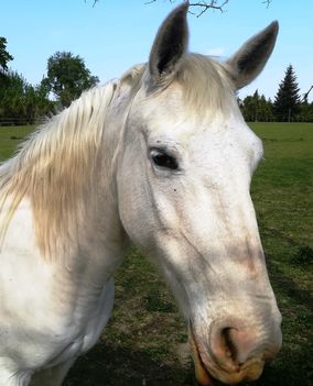 Fehér szőrű ló a Mosoni-Duna partján, Dunakiliti 2020.04.25.-én