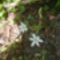 Sárma (kígyóvirág) a Lóvári erdőben, Mosonmagyaróvát 2020.04.26.-án 2