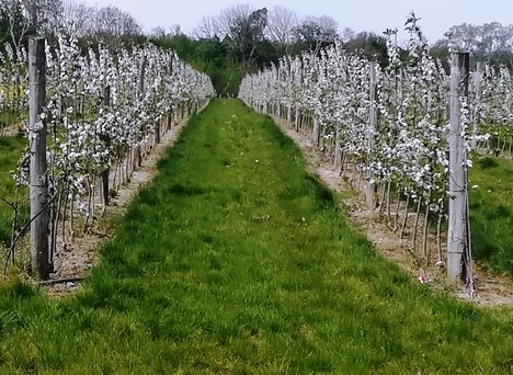 Virágzó kordonos almáskert, Dunakiliti 2020.04.25.-én 2