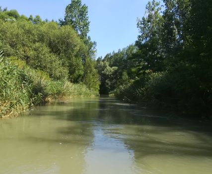 A Mosoni-Duna jobb partján a Horvátkimle községrészen a Cvika mellékág, Kimle 2019. július 24.-én 8