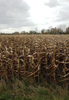 Betakarításra vár a kukorica a Halászi út mentén, 2016. november 30.-án