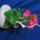 Ciklamen_maskent_2110839_3895_t