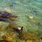 Garda-tó 585  Kacsák a sekély vízben