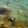 Gardato_585__kacsak_a_sekely_vizben_211313_63704_t