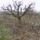 Husveti_rozmaringfa_meg_metszettem_2019_december_4en_2110605_9631_t