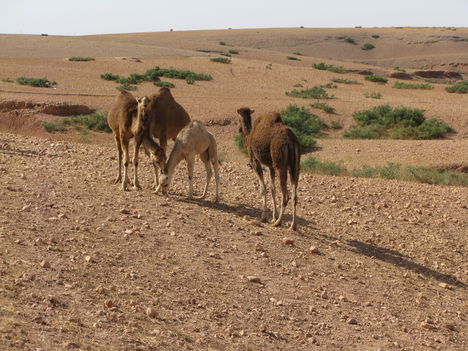 Marokkó 2008 1000