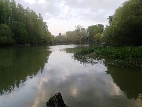 Mosoni-Duna a Kálnoki-Duna kiágazása alatti szakaszon, Halászi 2020.04.28.-án