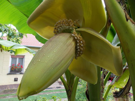 Az első banánvirág feslőben