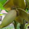 Az első banánvirág feslőben