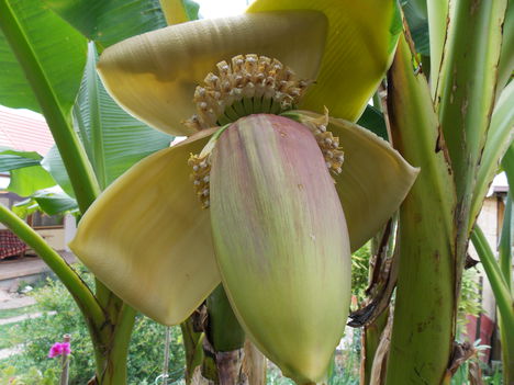 Banán