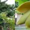 Banán a kertben