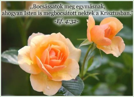 Bocsáss meg hamar!