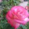 Rózsaszál