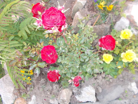 Virágaim 3